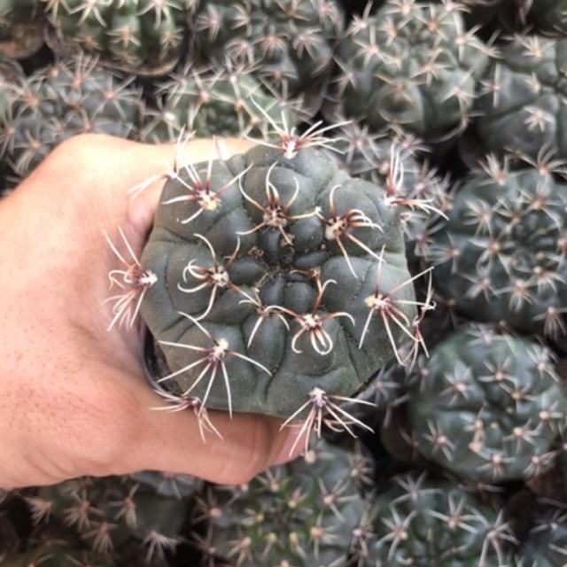 Xương rồng thần long