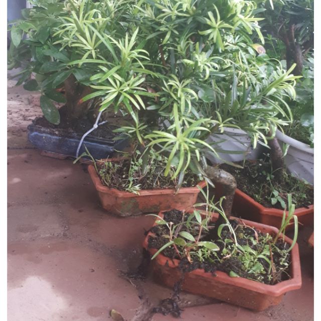 Chậu tùng la hán mini để bàn