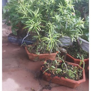 Chậu tùng la hán mini để bàn