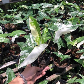Syngonium Albo - Trầu bà Var