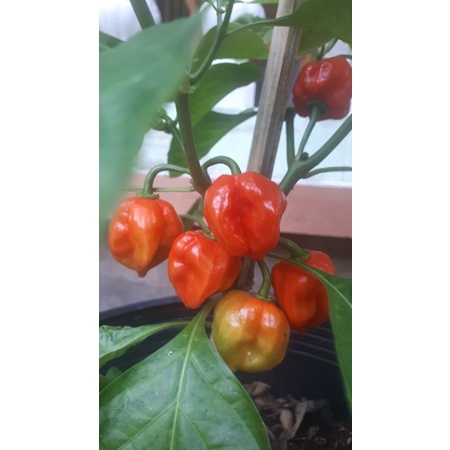 10 HẠT GIỐNG ỚT HABANERO RED1