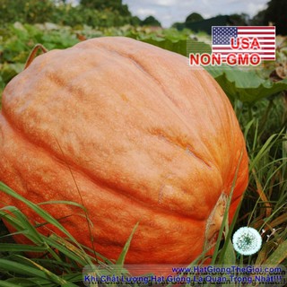 100GR 313.HẠT Hạt Giống Bí Khổng Lồ Max 90kg (| Z2*W34)