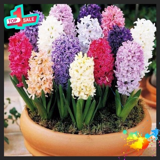 Củ hoa tiên ông giá sỉ hoa Tết