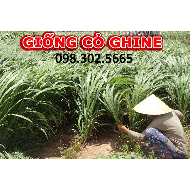 Hạt giống cỏ xả lá lớn Mobasa ghine gói 500g - Cỏ chăn nuôi trâu, bò, gà, heo, cá ,thỏ ... chất lượng