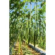 #Hạt_Giống_Mướp_Dài_Thái_Lan