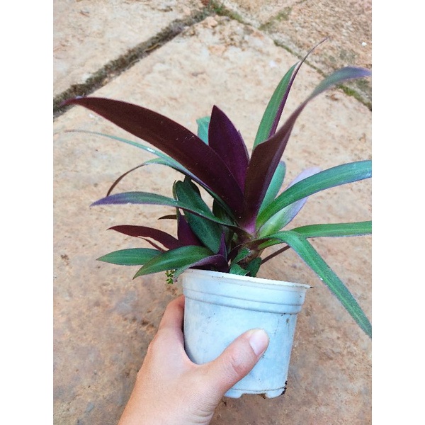 Chậu cứng Tradescantia spathacea