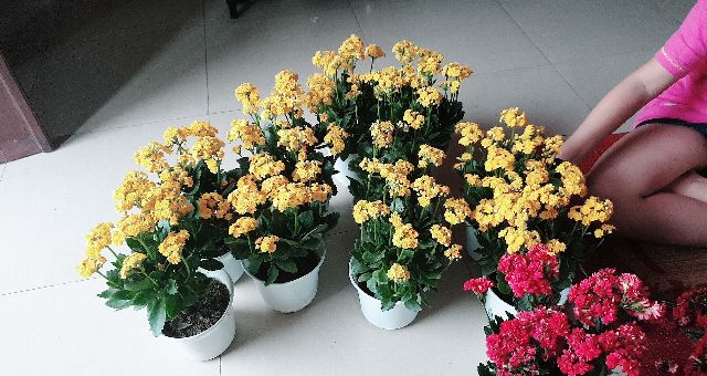 Cây con giống hoa sống đời kép nhiều màu