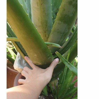 Nha Đam Mỹ cỡ  đại ( cây mẹ trồng trên 2 năm)