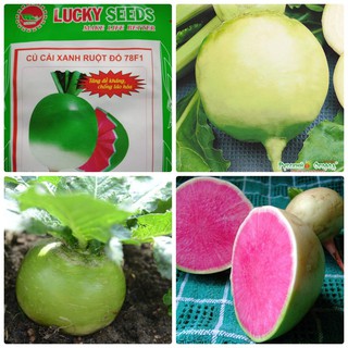 hạt giống củ cải xanh ruột đỏ gói 2gram
