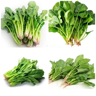 Hạt giống Cải bó xôi / Cải bina / Rau chân vịt gói 20gr