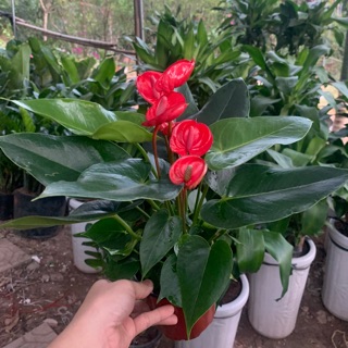 Hoa Hồng môn đỏ chậu nhựa