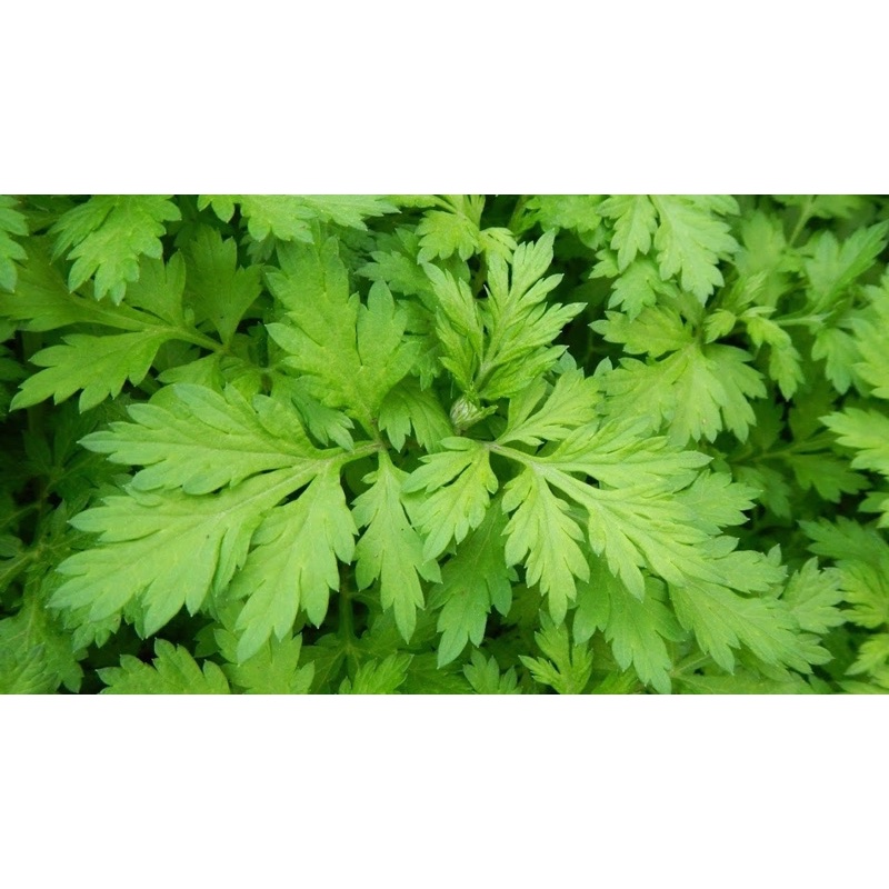 Cây giống ngải cứu - có hàng trong 30p, dùng hầm gà, chiên trứng, làm th.uốc. Cây cao kh.oẻ nhiều nhánh