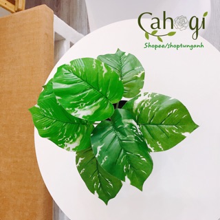 Cây Giả - Cây Trầu Bà Đốm