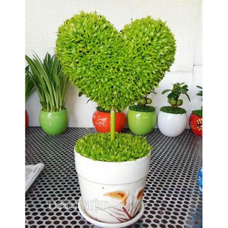 Hạt Giống Cỏ May Mắn - 100 Hạt