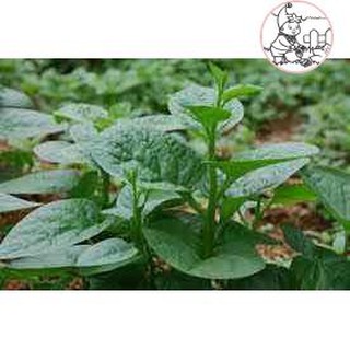 HẠT MỒNG TƠI XANH - GÓI 20 GRAM