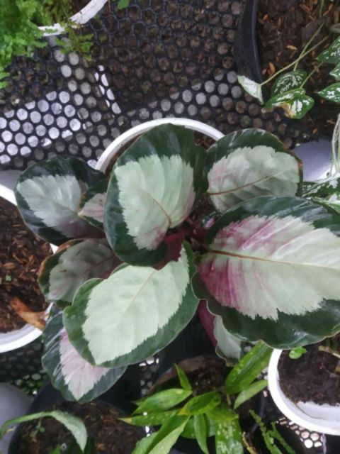 Cây đuôi công Calathea Rosy Thai