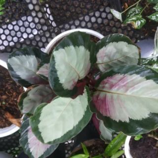 Cây đuôi công Calathea Rosy Thai