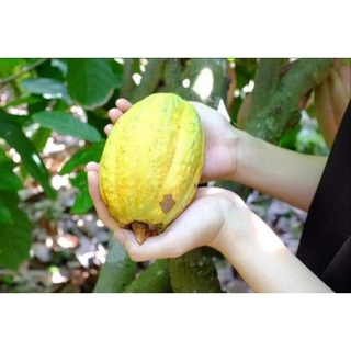 trái cacao tươi combo 3ký 55k
