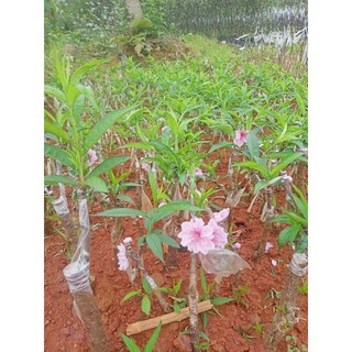 combo ĐÀO GIỐNG BÍCH ĐÀO VÀ ĐÀO PHAI