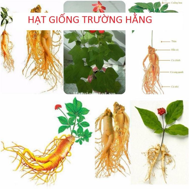 Hạt giống Nhân sâm Hàn quốc (10 hạt)