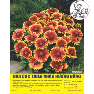 Hạt HOA CÚC Thiên Nhân - Gói 1 gram