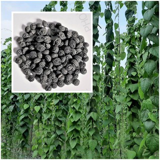 hạt giống sương sâm rừng - 500 hạt