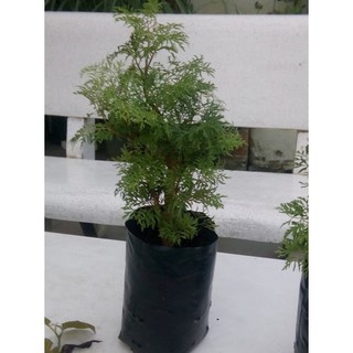 Cây Đinh Lăng - Cây cảnh sân vườn