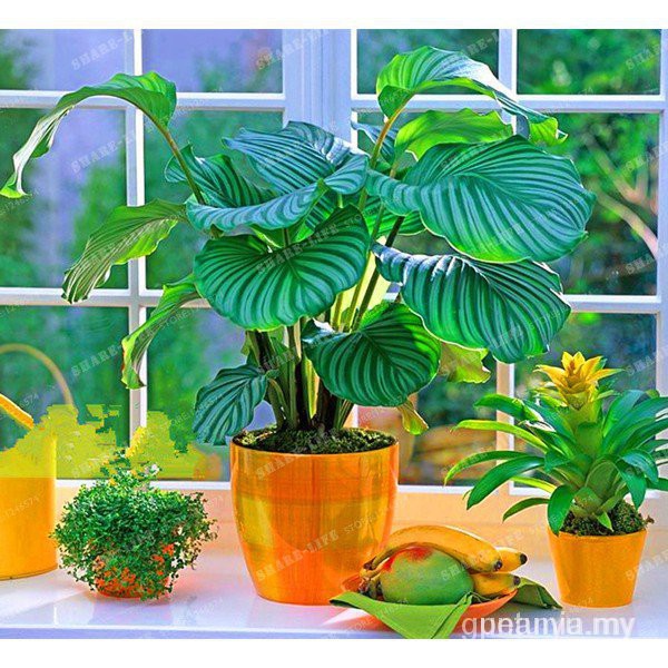 Bộ 50 Hạt Giống Calathea Trồng Cây Mọng Nước Bốn Mùa Cho Sân Vườn / Nhà Ở / Ban Công Up98