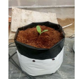 1kg túi bầu ươm cây giống 2 da cao cấp
