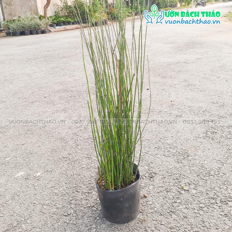 Cây Mộc Tặc, cây thiền trúc, cây cỏ tháp bút