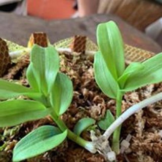 [FREESHIP - Xả Khô Máu] Hoa lan phi điệp tím bắc cạn(kì hoa dị thảo,cao 20cm)