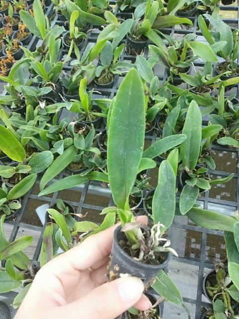 Cattleya cây giống mix màu