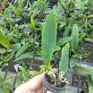 Cattleya cây giống