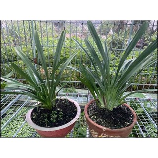 vỏ lạc hun trồng cây cảnh