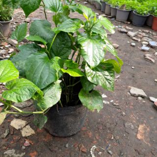 bầu Cây lá lốt