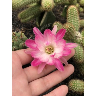 xương rồng chama dáng rũ