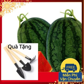 Hạt Giống Dưa Hấu F1 Tặng Bộ Dụng Cụ Mini Trồng Cây Tặng Bộ Dụng Cụ Mini Trồng Cây