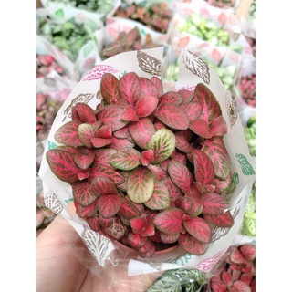 Cây cẩm nhung màu đỏ