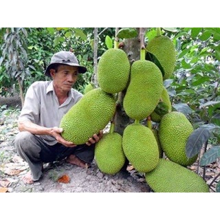 Giống Mít Không Hạt