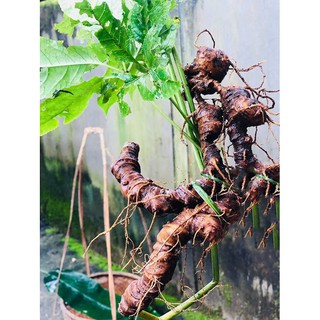 CÂY GIỐNG SÂM NGỌC LINH - CÂY GIỐNG GỬI ĐI NGUYÊN BẦU - CAM KẾT GIỐNG CHUẨN - NHÂN SÂM VIỆT NAM