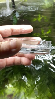 Đĩa đựng thức ăn cho tép VIV