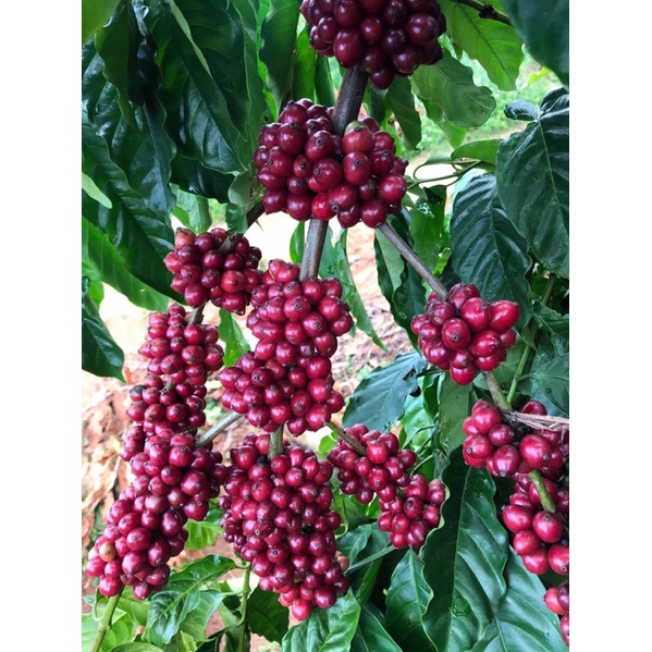 Cà phê Honey Robusta huyện DakHa, Kontum thượng hạng 500g - Rang Company | BigBuy360 - bigbuy360.vn