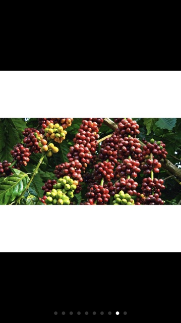 Cafe ARABICA sàn 18 hạt nguyên chất khối lượng 500gam