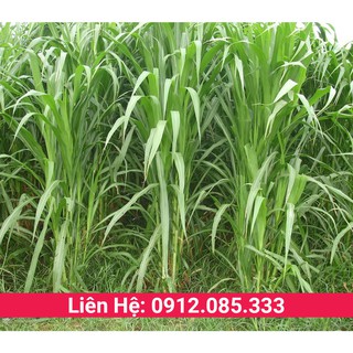 Giống cỏ voi dành cho chăn nuôi năng suất 500 tấn/ha gói 200g