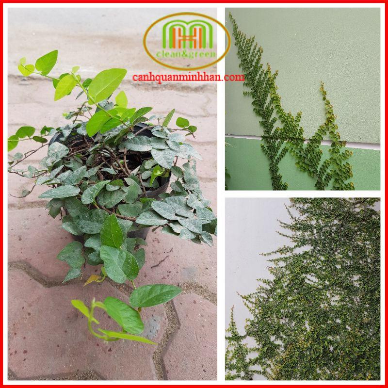 Cây thằn lằn vẩy ốc bò leo tường xanh mát làm background chụp ảnh, trồng hồ bán cạn