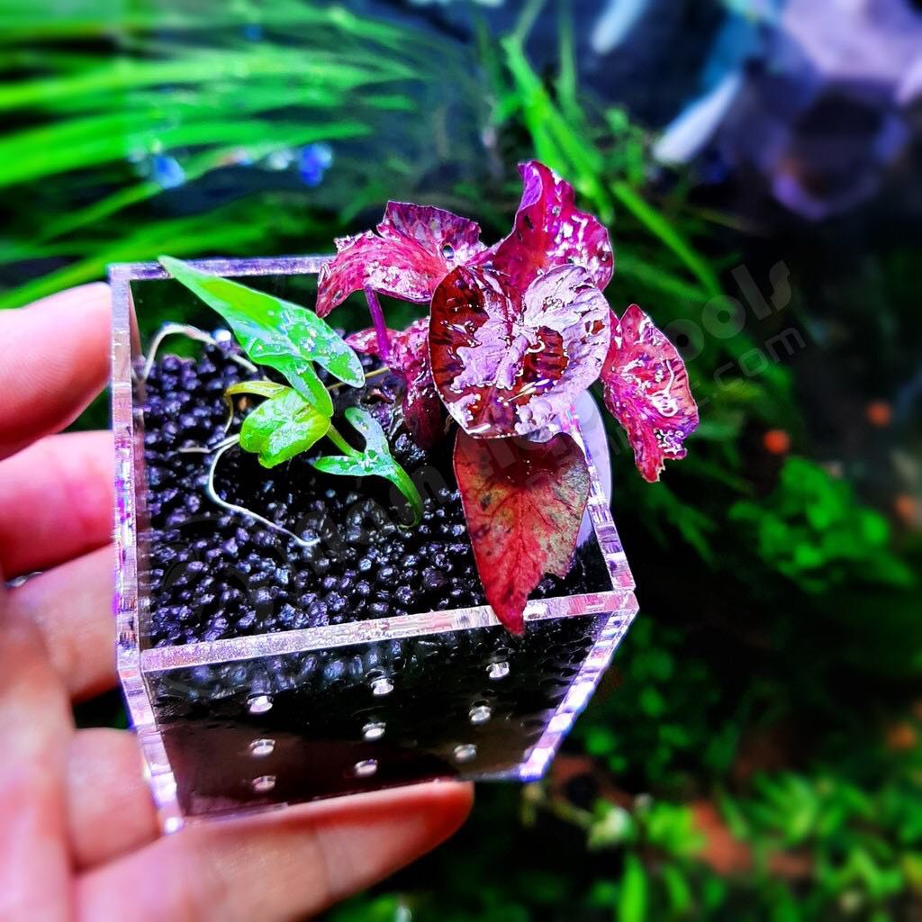 Cốc trồng cây thuỷ sinh  Mica JetA, An Toàn, Thẩm Mỹ 5.0