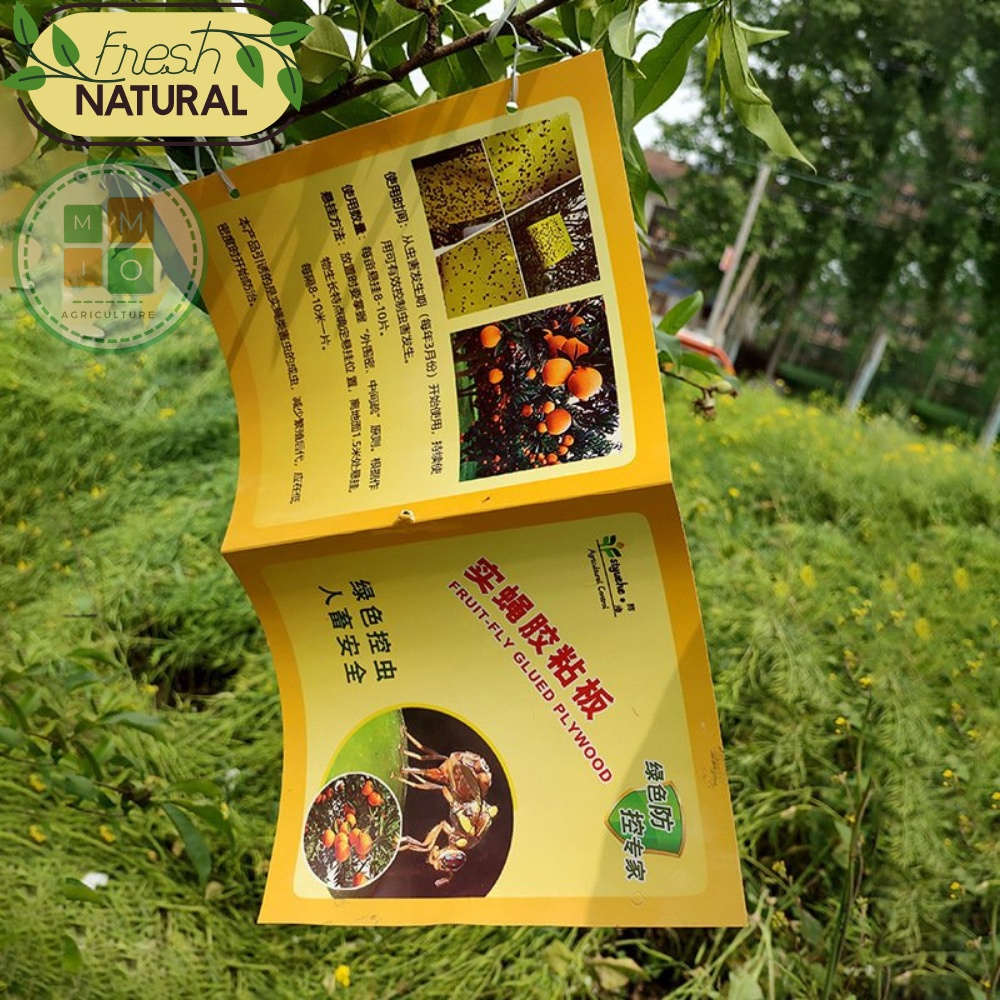 Combo bẫy ruồi vàng siêu dính - Hiệu quả với nhiều loại côn trùng gây hại cho vườn lan, rau hoa màu và cây ăn trái