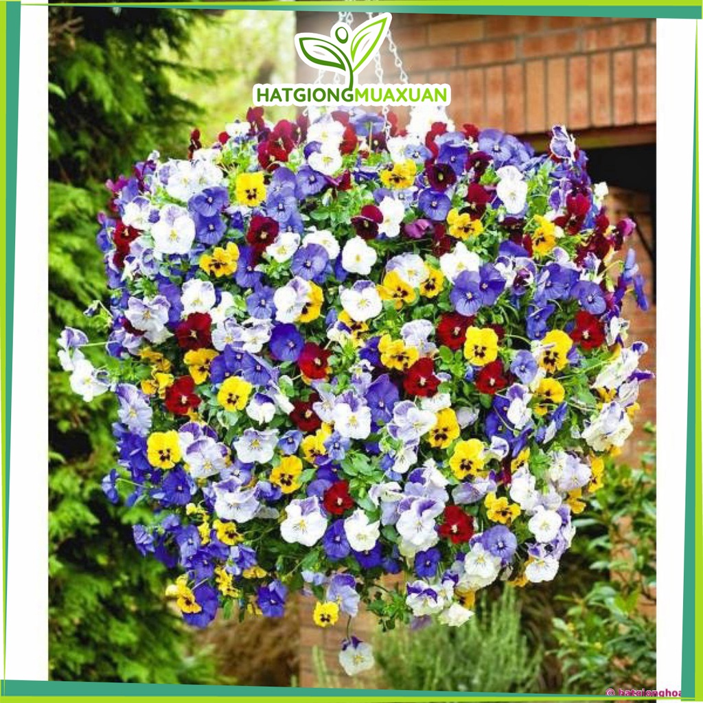 Bán buôn Hạt giống hoa Viola mix bao đẹp