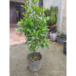 Cây hoa lan tiêu hương thơm