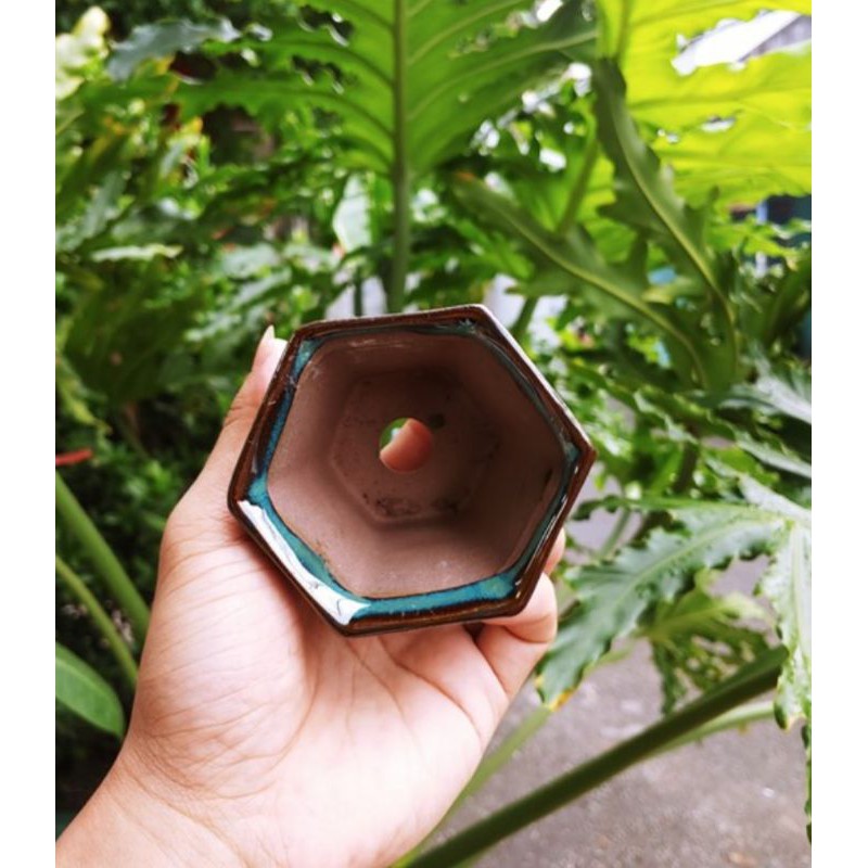 Combo 4 chậu bonsai mini